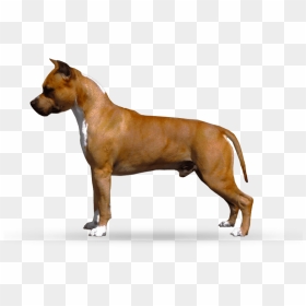 American Staffordshire Terrier, Hd Png Download - Dog Staffordshire Bull Terrier Transparent, Png Download - angry dog png