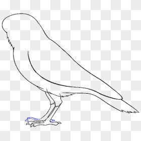 How To Draw Raven - Pigeons And Doves, HD Png Download - raven feather png