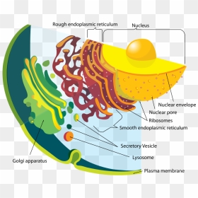 Endoplasmic Reticulum, HD Png Download - animal cell png