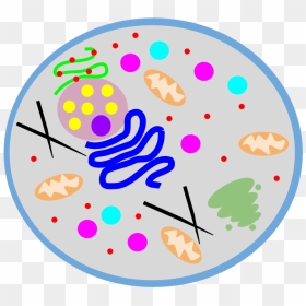 Circle, HD Png Download - animal cell png