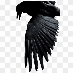 Bullshit Stops When The Hammer Drops, HD Png Download - raven feather png