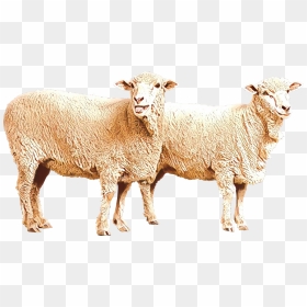 Sheep Goat Clip Art Image Illustration - صور خرفان مفرغة للتصميم, HD Png Download - eid ul adha png