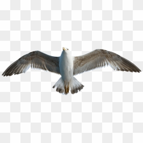 Transparent Seagull Flying, HD Png Download - peacock wings png