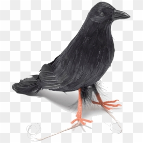 Bnov Feather Raven, HD Png Download - raven feather png