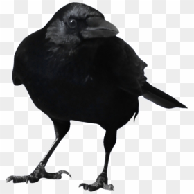 Crow Png3113 - Crow Transparent Background, Png Download - raven feather png