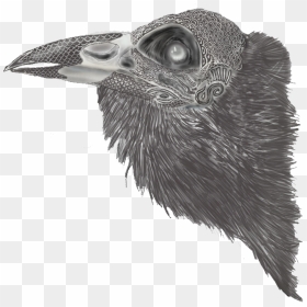 American Crow, HD Png Download - raven feather png