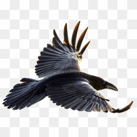 Raven Png - Raven Flying, Transparent Png - raven feather png