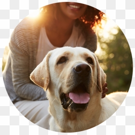 Xoom Energy, Driscoll Co-brand - Dog, HD Png Download - petsmart png