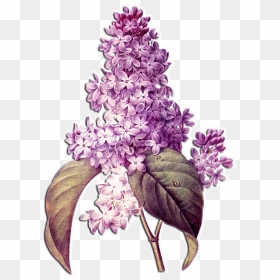 Lilac Flower, HD Png Download - flower arrangement png
