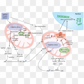 Acetaminophen Signal Transduction Pathway, HD Png Download - tylenol png