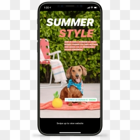 Petsmart Summerlookbook Social1 - Dog Catches Something, HD Png Download - petsmart png