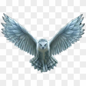 #owl #whiteowl #hedwig #hedwigowl #harrypotter #harry - Harry Potter Hedwig Png, Transparent Png - hedwig png