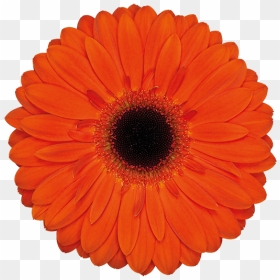 Healthy Early Years London Award, HD Png Download - big flower vase png