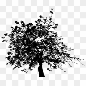 Clip Art, HD Png Download - tree branch with leaves png