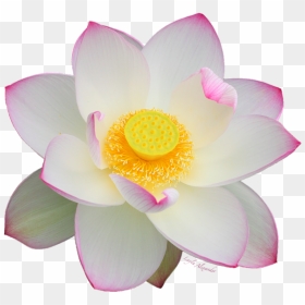 Bleed Area May Not Be Visible - White Lotus Transparent Background, HD Png Download - white flower background png