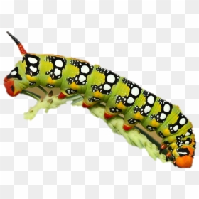 Real Caterpillar Transparent Images - Caterpillar Png, Png Download - real png