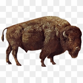 Real Bison Png Picture - Bison Png, Transparent Png - real png