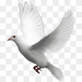 White Dove Transparent Background, HD Png Download - cb edit hair png