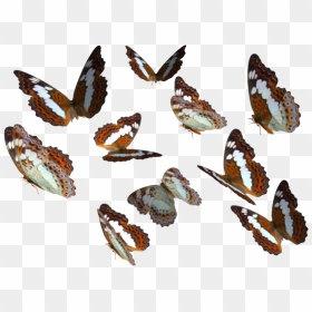 Real Butterfly Png Image Transparent Background - Real Butterfly Transparent Png, Png Download - real png
