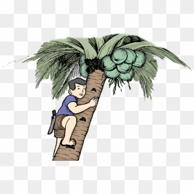 - Man On Coconut Tree , Png Download - Climbing Coconut Tree Clipart, Transparent Png - coconut tree clipart png