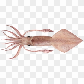 Sotong Png, Transparent Png - vhv