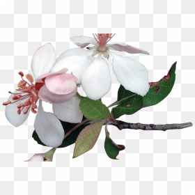 Various Flowers Transparent Png Images Stickpng - Apple Tree Blossoms Transparent, Png Download - flower stick png