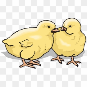 Clip Art Of Chicks - Clip Art Chicks, HD Png Download - chicks png