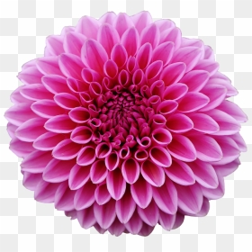 Thumb Image - Dahlia Flower Transparent Background, HD Png Download - dahlia flower png