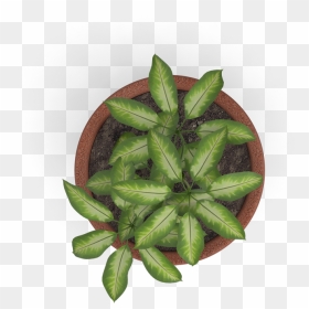 Transparent Plant Top View Png, Png Download - flower top view png