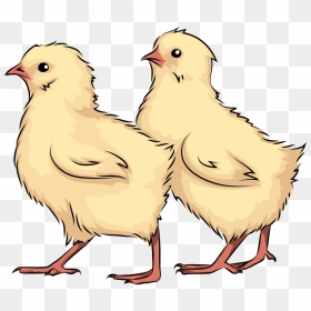 Chicks Clipart - Chicken, HD Png Download - chicks png