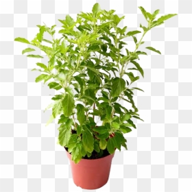 Tulsi Plant, HD Png Download - tulsi tree png