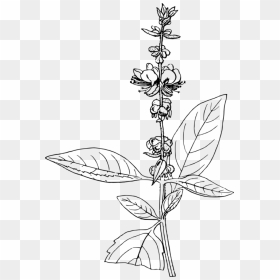 Line Art,plant,flora - Black And White Basil, HD Png Download - tulsi tree png
