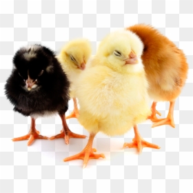 Day Old Chicks Png, Transparent Png - chicks png