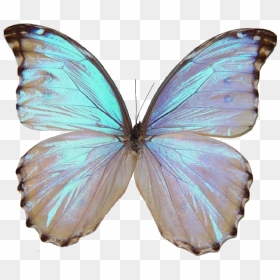 Asas Borboleta Png, Transparent Png - butterflies swarm png