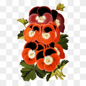 Pansies For Scrapbooking - Illustration, HD Png Download - flower top view png