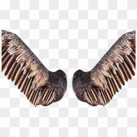 Realistic Bird Wings Png Free Stock Image - Bird Wings Transparent Png, Png Download - wings png hd