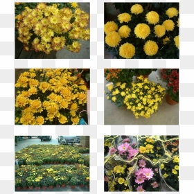 Flower Top View - Chrysanths, HD Png Download - flower top view png
