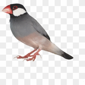 Png,java Bird,ave,stopped,free Pictures, Free Photos, - Birds, Transparent Png - java.png