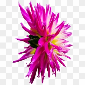 Aster, HD Png Download - dahlia flower png