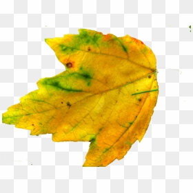 Maple Leaf, HD Png Download - yellow leaf png