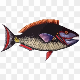Coral Clipart Fish Group - People Who Are Allergic To Fish, HD Png Download - fish group png