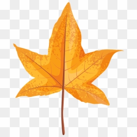 Sweetgum Yellow Leaf Clipart - Maple Leaf, HD Png Download - yellow leaf png
