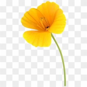 California Poppy Scanograph Cropped - Poppy, HD Png Download - flower stick png