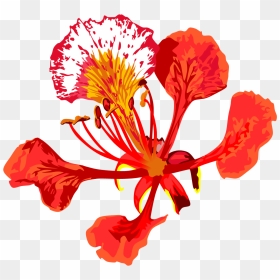 Pride Of Barbados Png, Transparent Png - gulmohar tree png