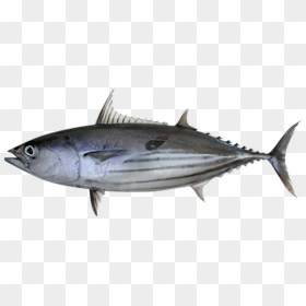 Skipjack Tuna - Katsuwonus Pelamis, HD Png Download - fish group png
