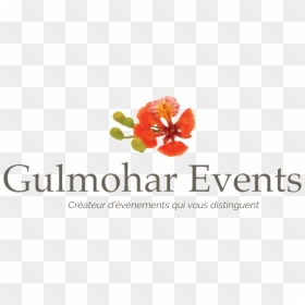 Bougainvillea, HD Png Download - gulmohar tree png