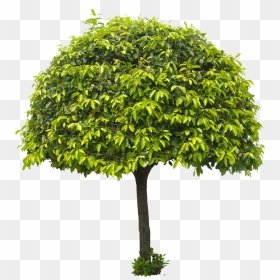 Tree Png For Architect, Transparent Png - gulmohar tree png