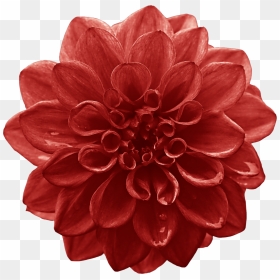 Dahlia Cut Flowers Red Lilium - Flower Png Big, Transparent Png - dahlia flower png