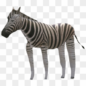 Quagga, HD Png Download - zebra png images