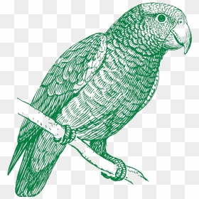 Green Parrot Svg Clip Arts - Parrot In Black And White Vector, HD Png Download - green parrot png